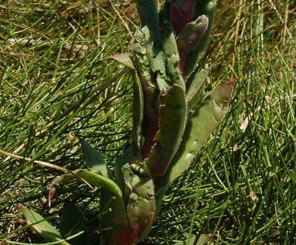 Sempervivum montanum / Semprevivo montano